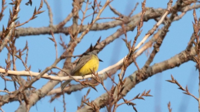 Tropical Kingbird - ML645006017