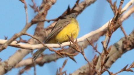 Tropical Kingbird - ML645006018