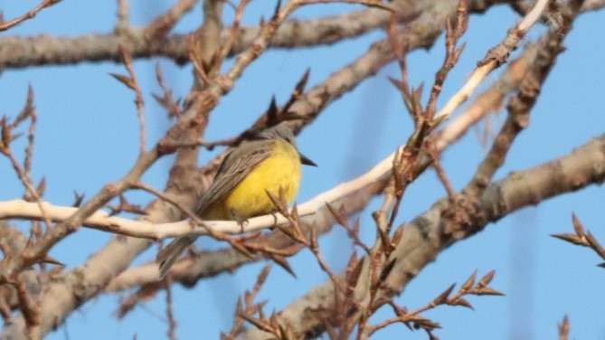 Tropical Kingbird - ML645006019