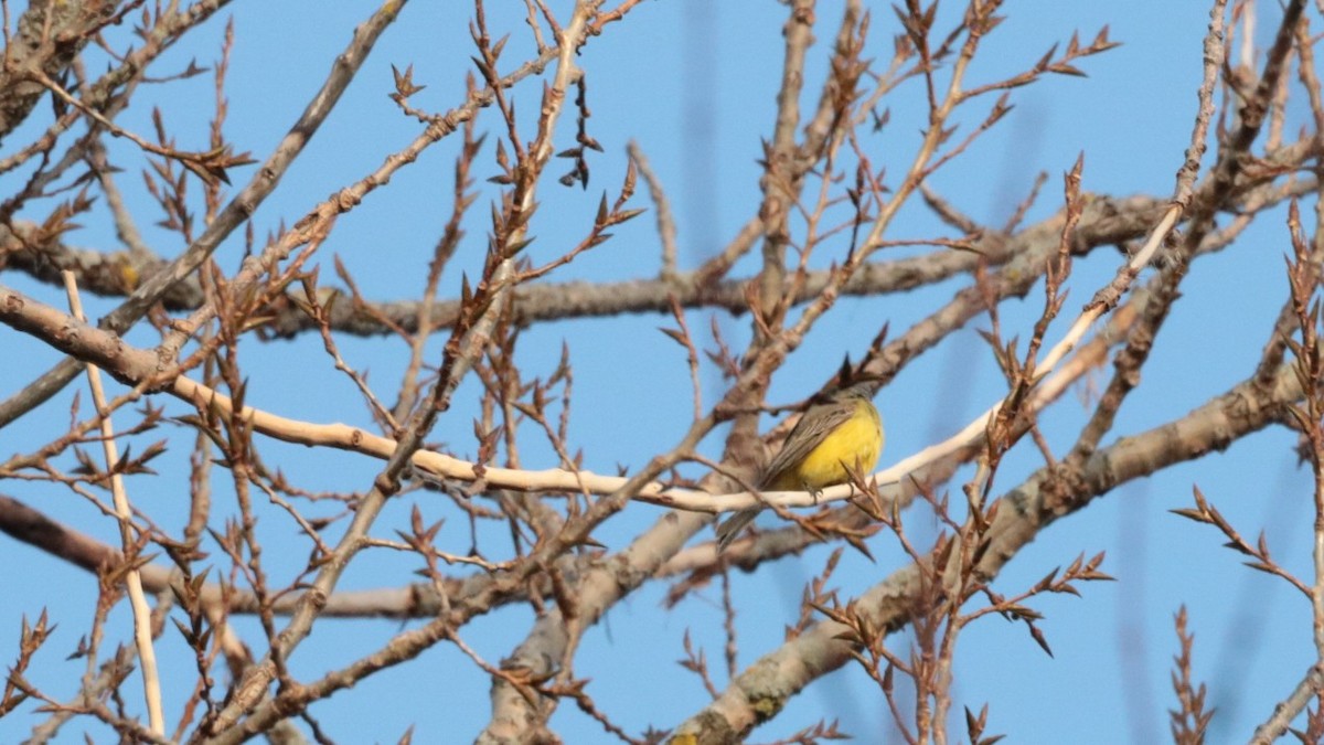Tropical Kingbird - ML645006020