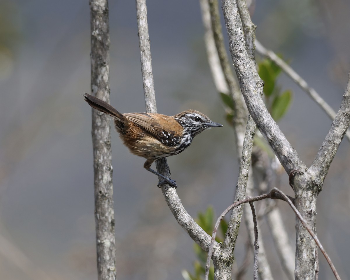 ムナグロアリサザイ - ML645006026