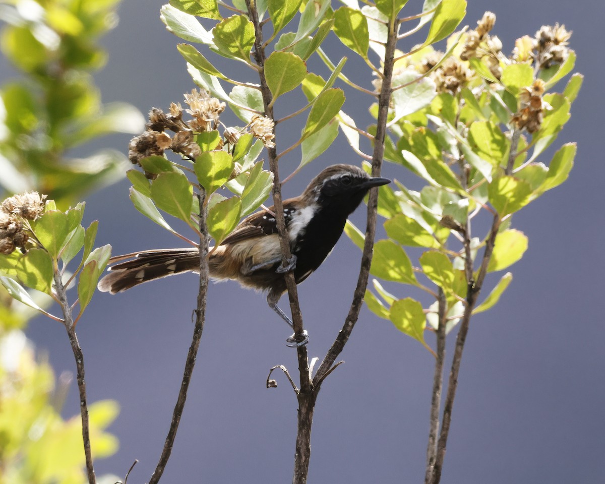 ムナグロアリサザイ - ML645006027