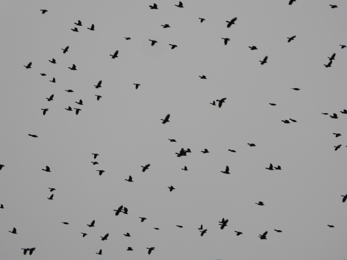 Purpurgrackel - ML645006029