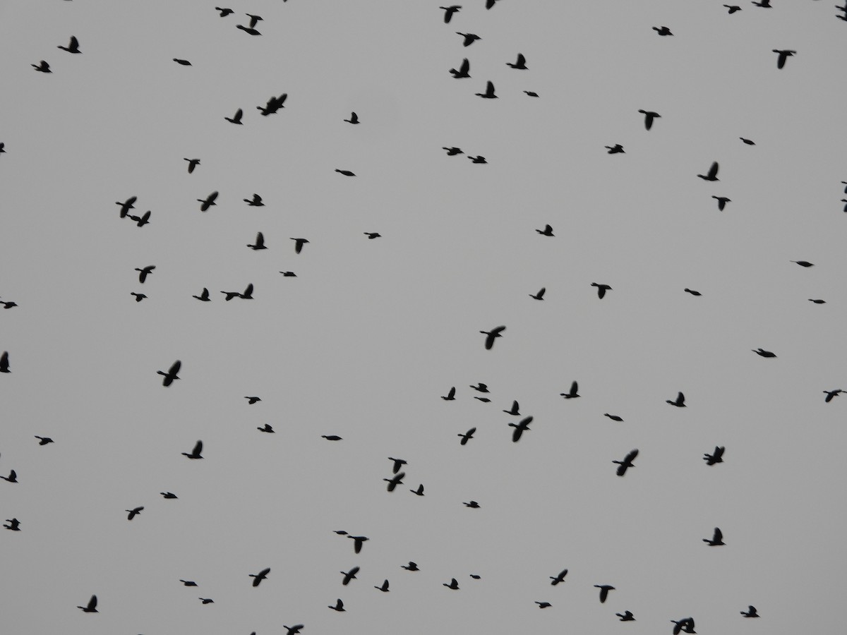 Purpurgrackel - ML645006032