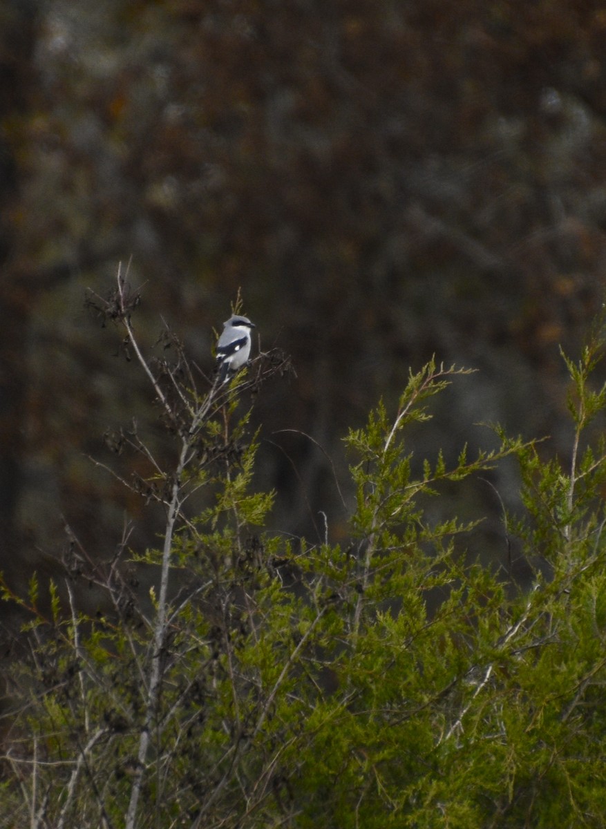 Loggerhead Shrike - ML645006033