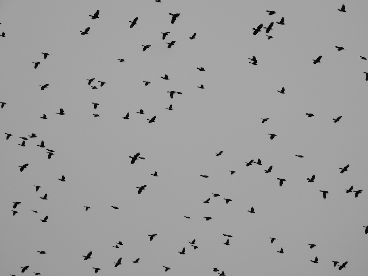 Purpurgrackel - ML645006036