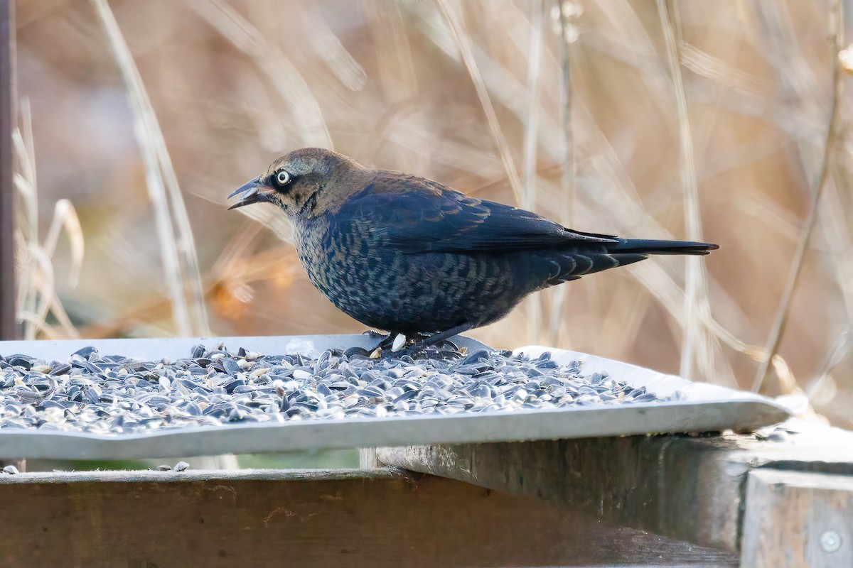 Rusty Blackbird - ML645006047