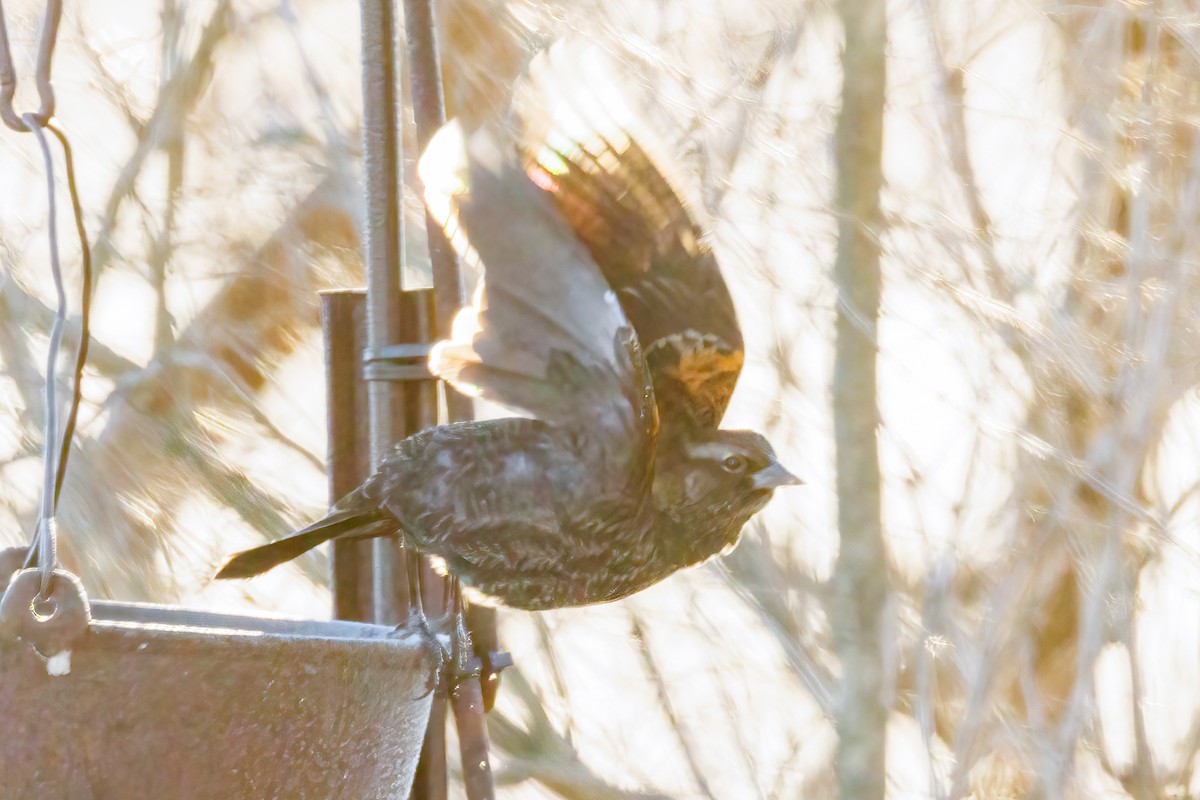 Red-winged Blackbird - ML645006058