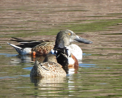 Ahate mokozabal zuria - ML645006068