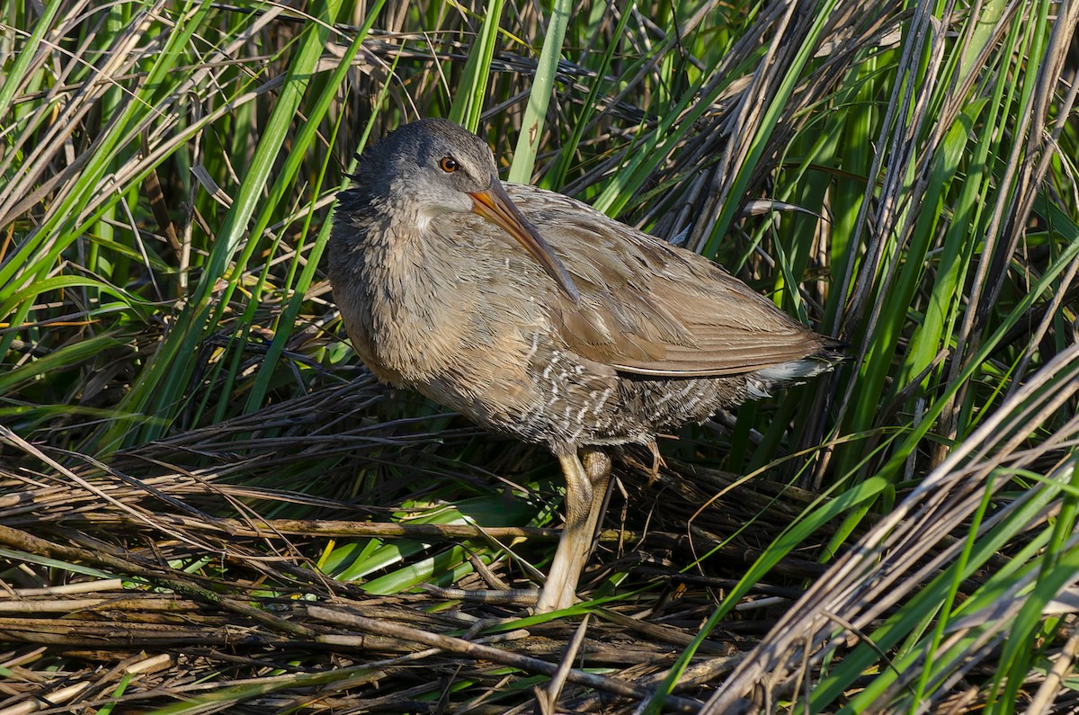 Clapper Rail (Atlantic Coast) - ML645006092