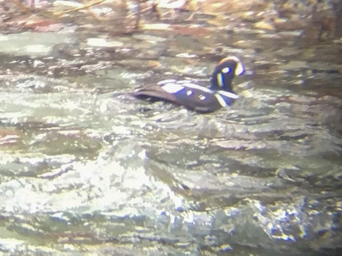 Ahate arlekina - ML645006130