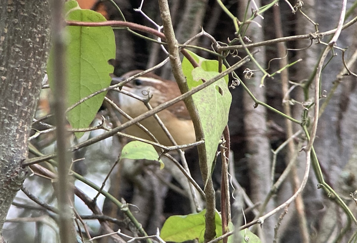 Carolina Wren - ML645006145