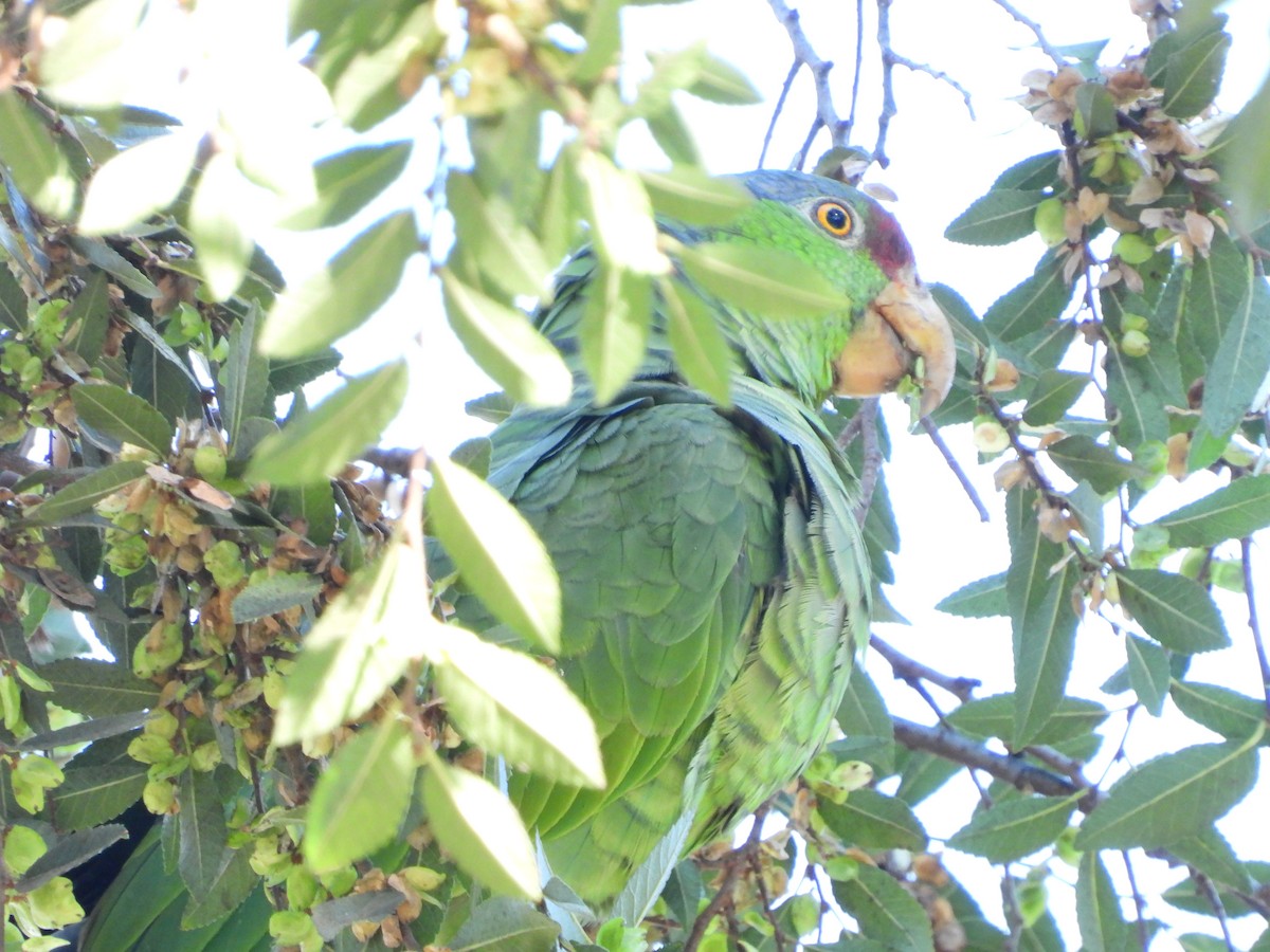 Amazona Guayabera - ML645006154