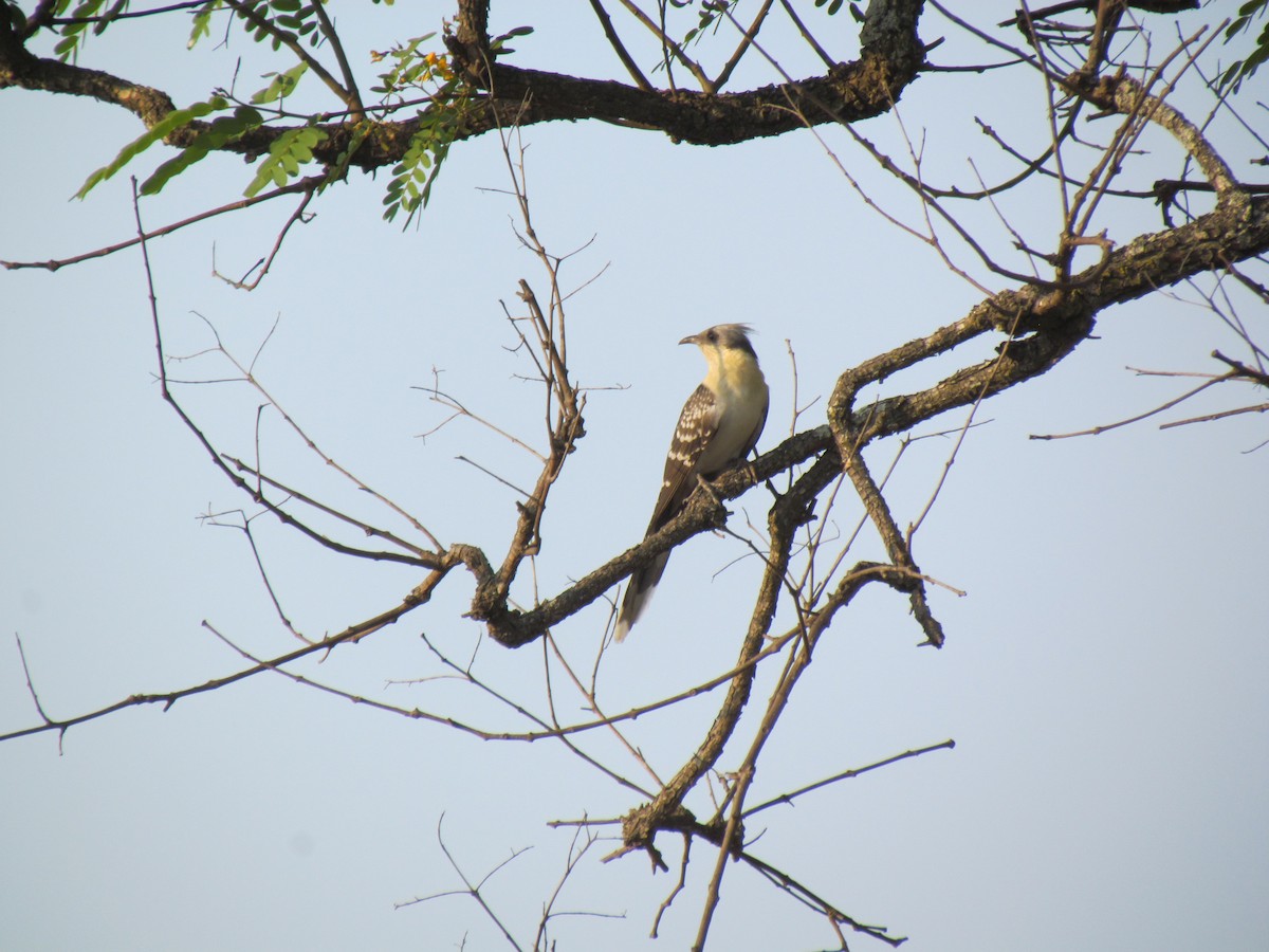 Зозуля чубата - ML645006209