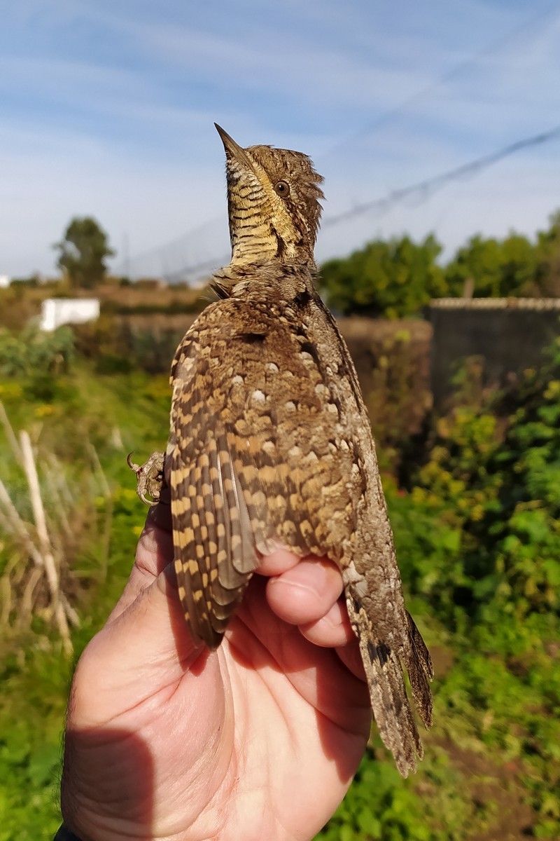 Eurasian Wryneck - ML645006210