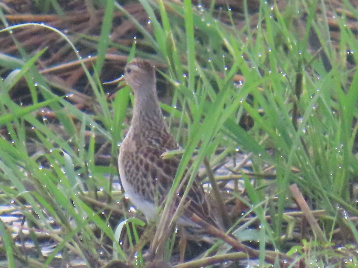 Дутыш - ML645006211