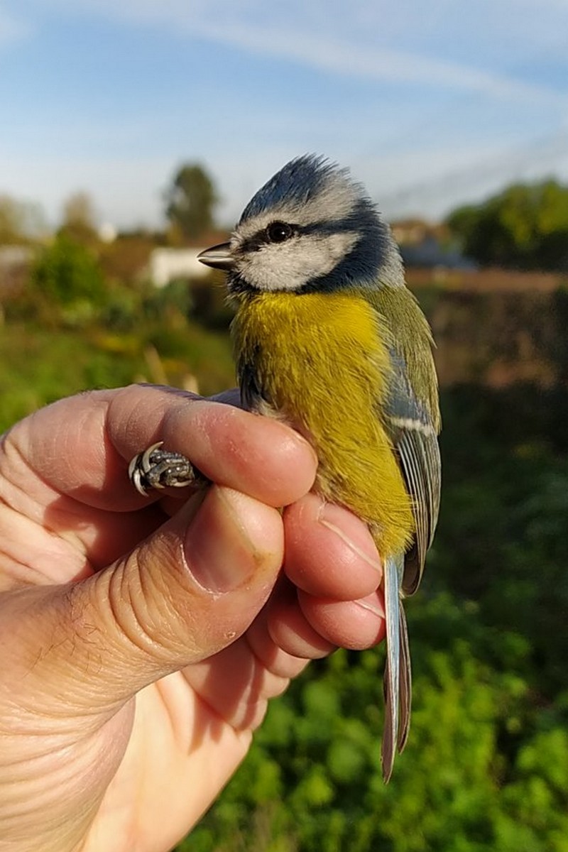 Eurasian Blue Tit - ML645006213