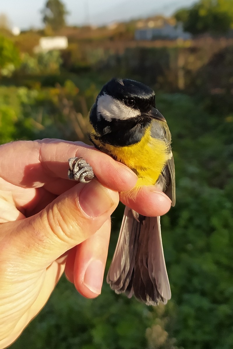 Great Tit - ML645006217