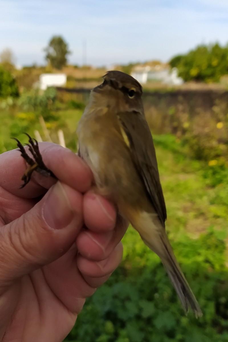 Common Chiffchaff - ML645006227