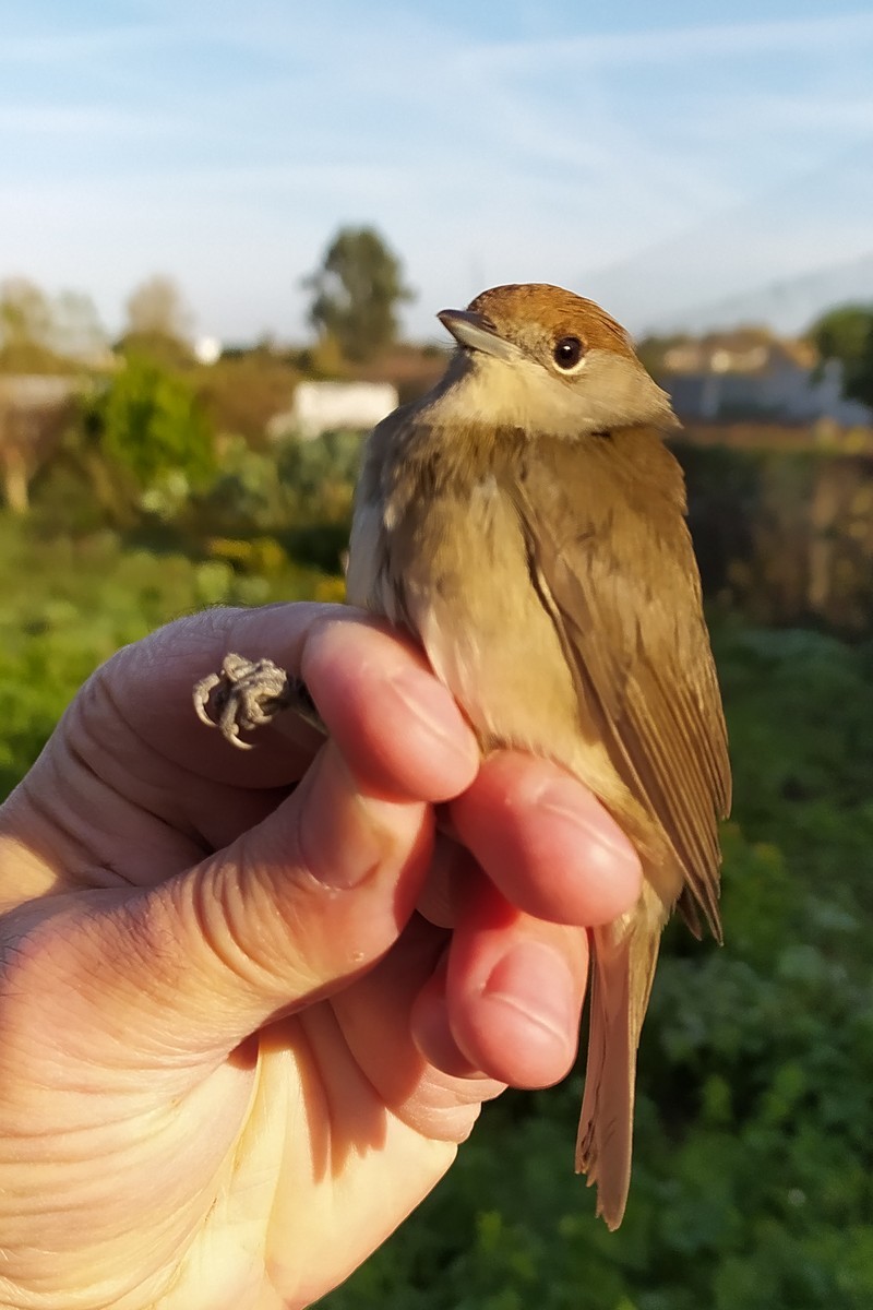 Eurasian Blackcap - ML645006235