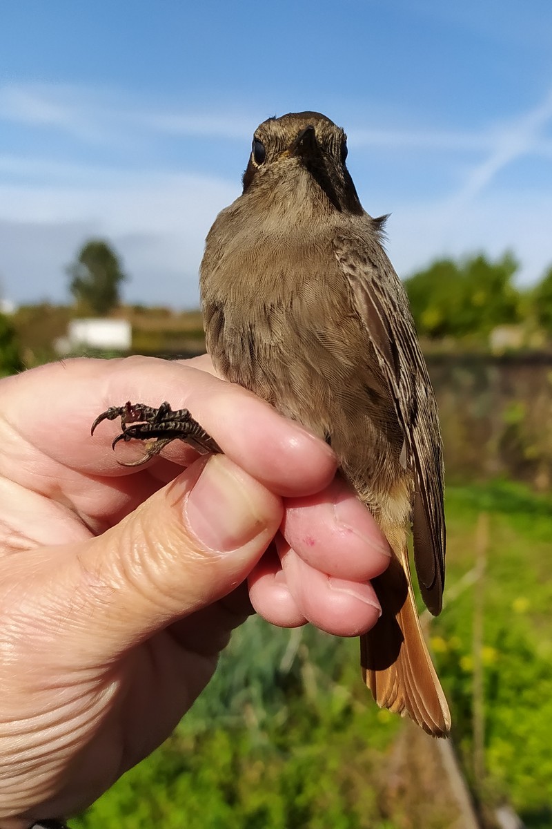 Black Redstart - ML645006238