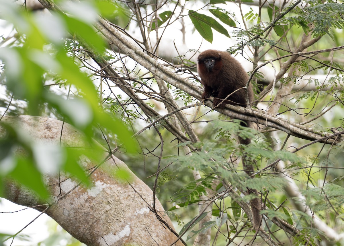 Toppin's Titi - ML645006239