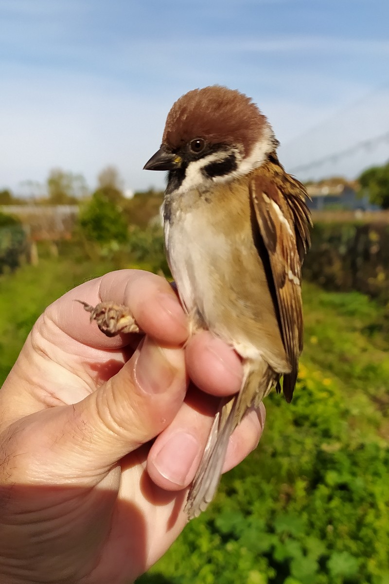 Eurasian Tree Sparrow - ML645006246