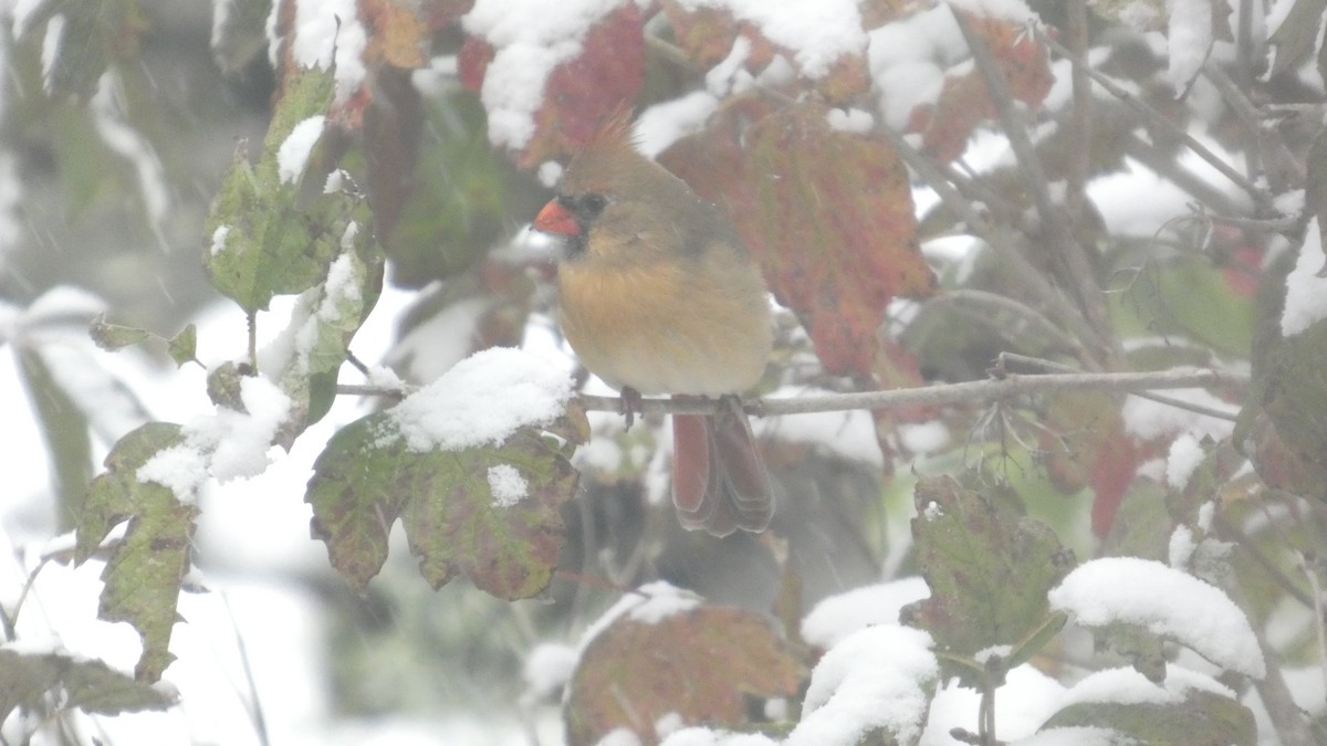 Кардинал червоний - ML645006248
