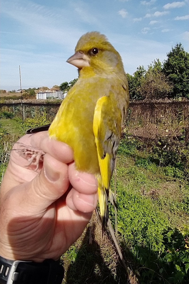 European Greenfinch - ML645006249