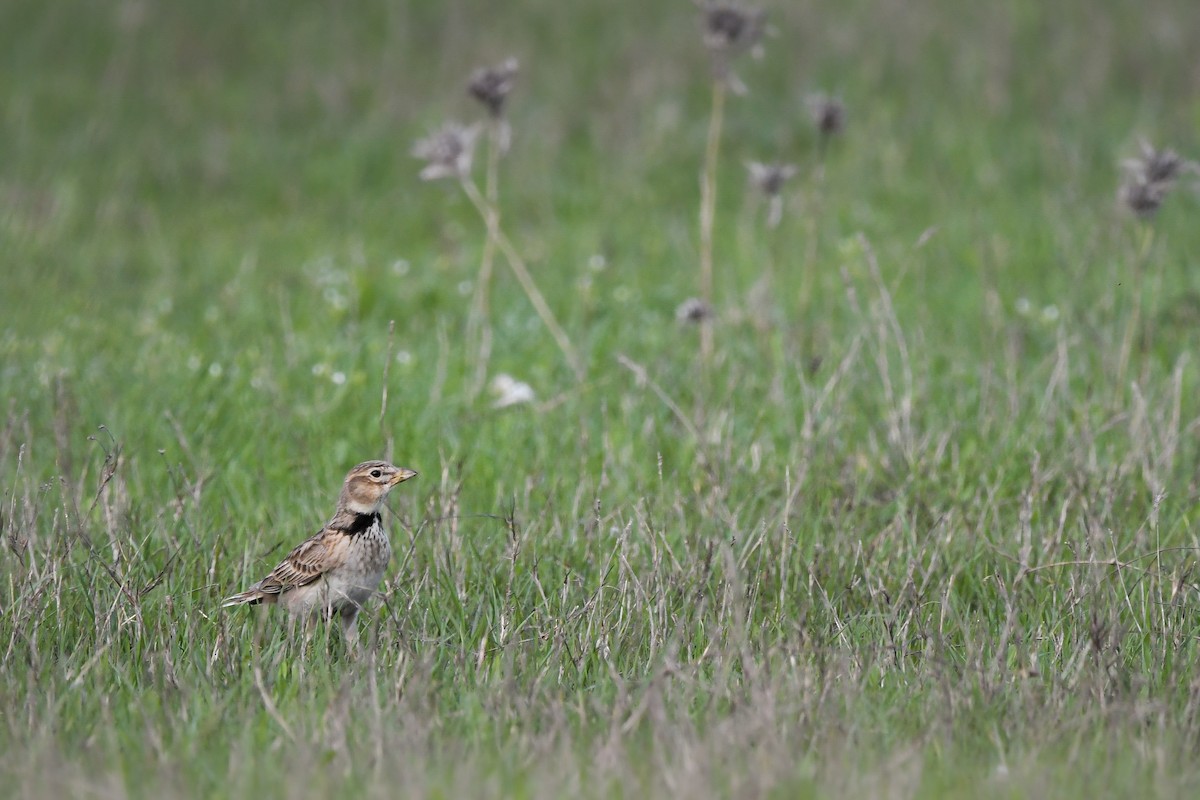 Kalanderlerche - ML645006272