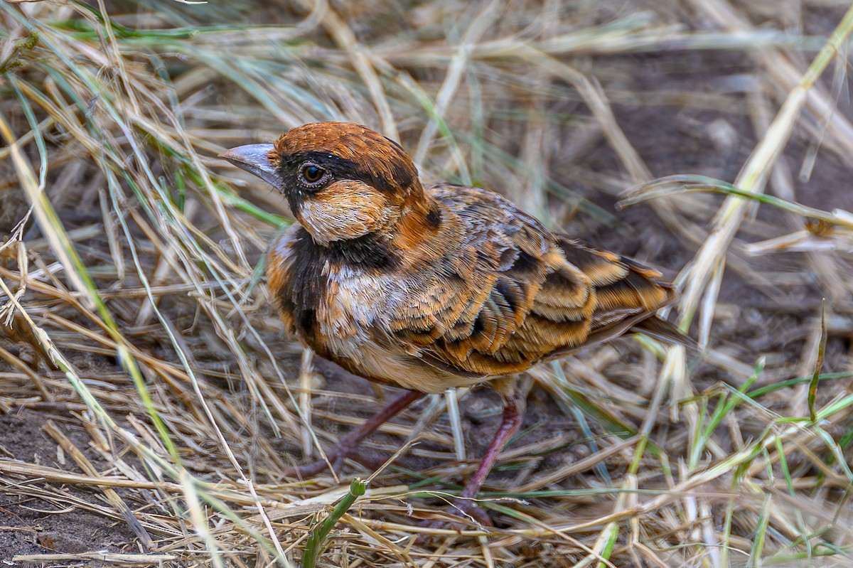 Fischer's Sparrow-Lark - ML645006279