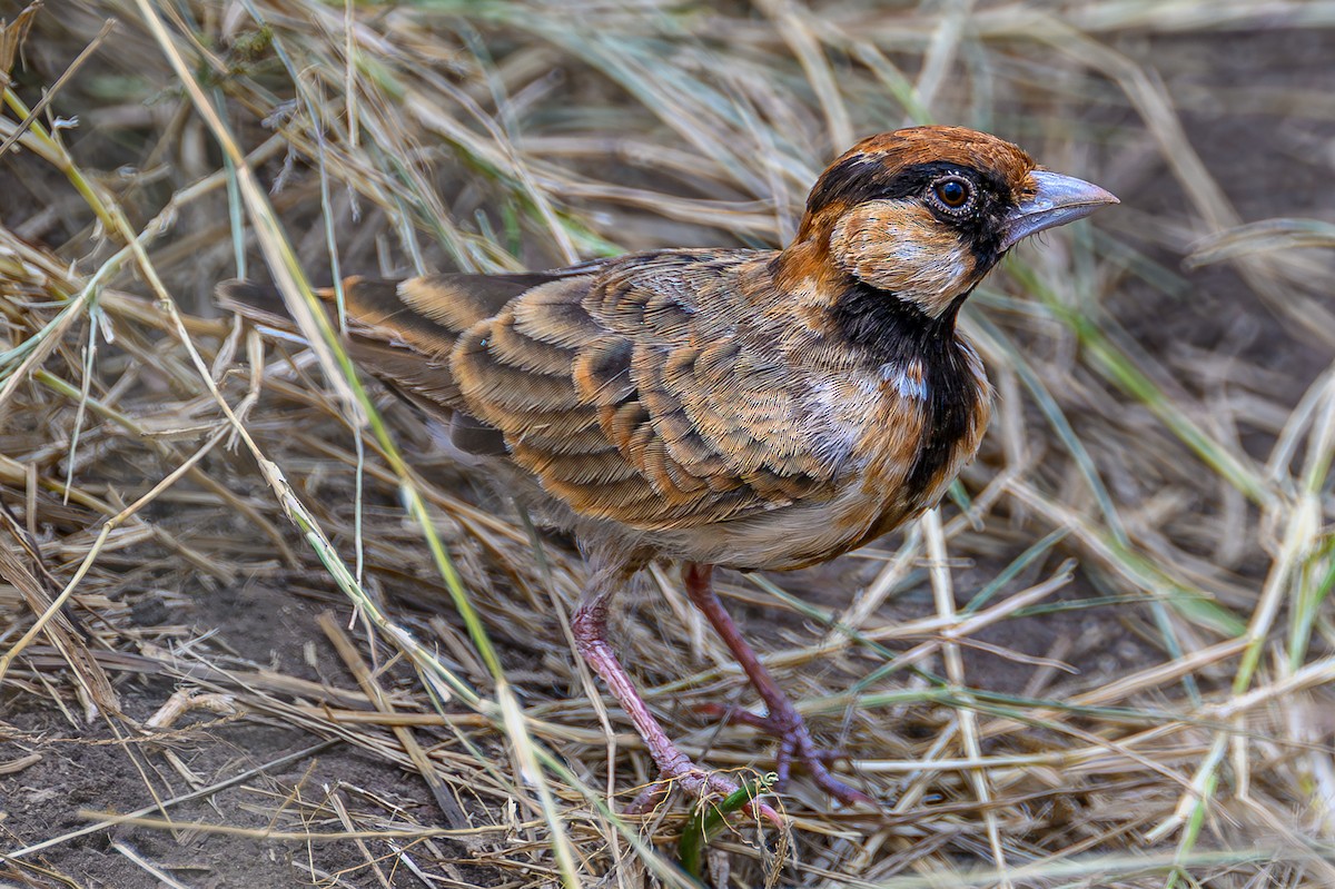 Fischer's Sparrow-Lark - ML645006280
