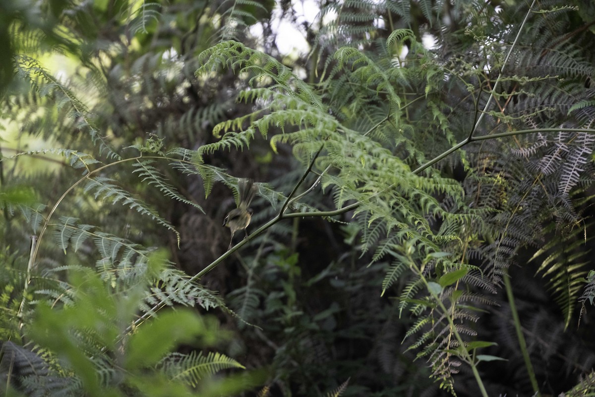 Rufous-capped Warbler - ML645006284