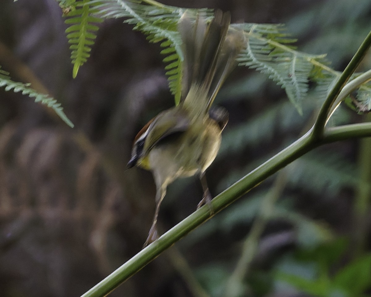 Rufous-capped Warbler - ML645006286