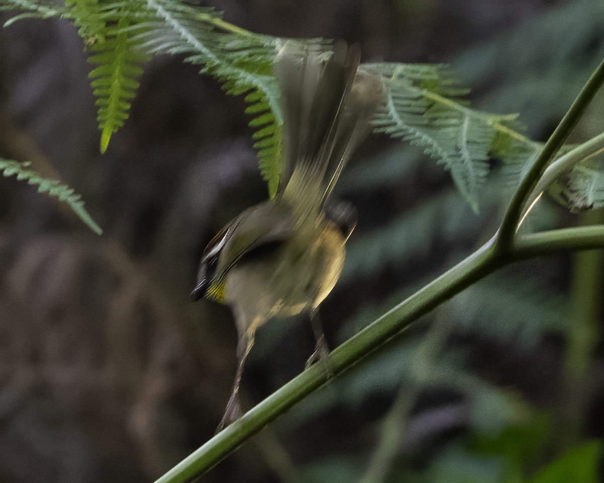Rufous-capped Warbler - ML645006288