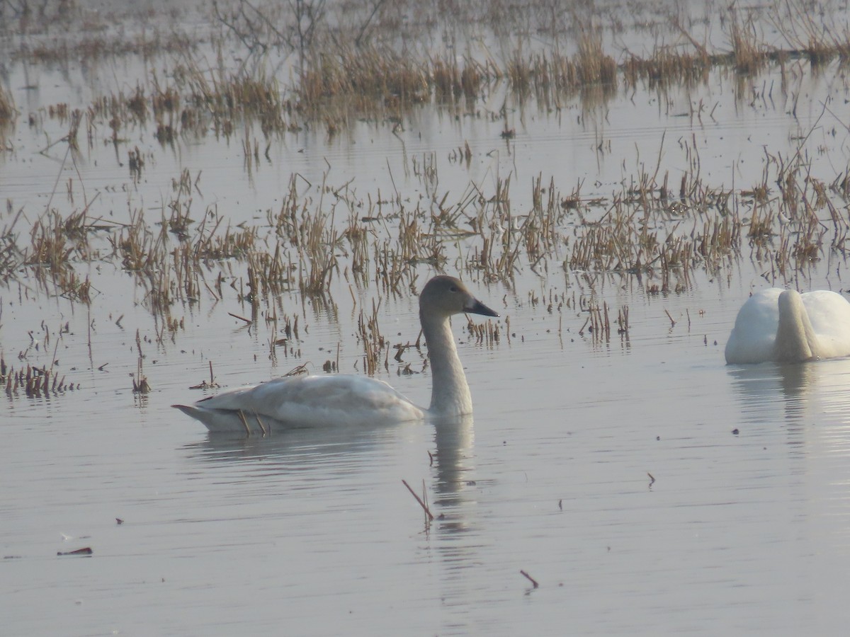 コハクチョウ - ML645006291