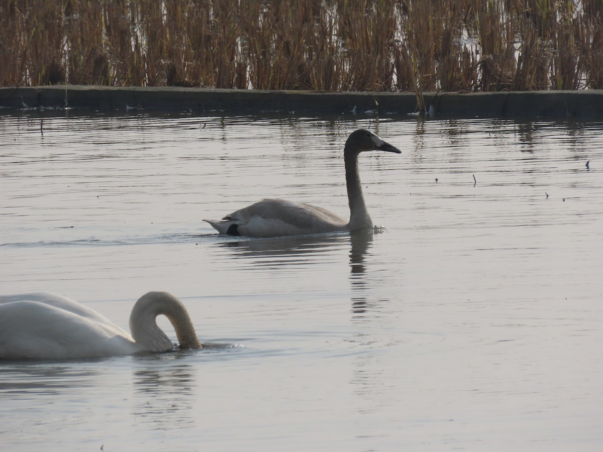 コハクチョウ - ML645006292