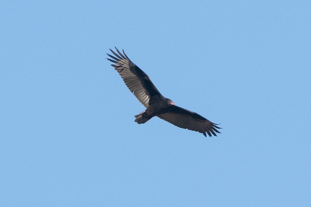 Turkey Vulture - ML645006302