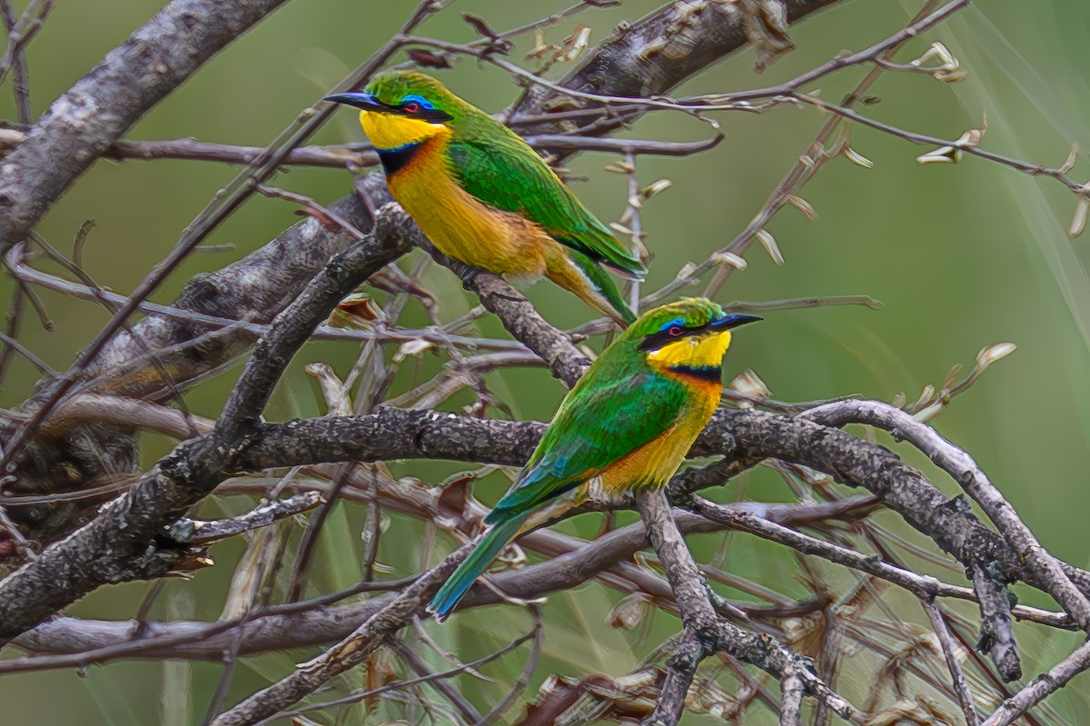 Little Bee-eater - ML645006305