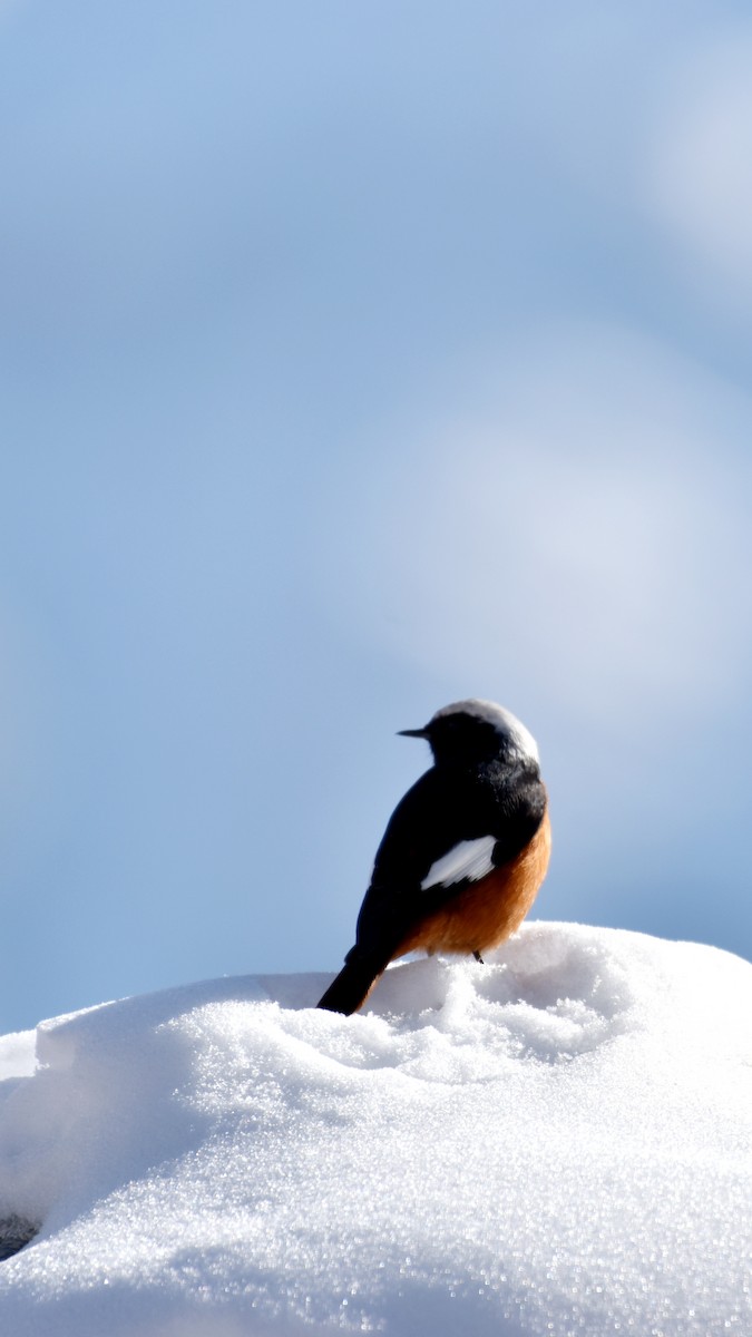 White-winged Redstart - ML645006309