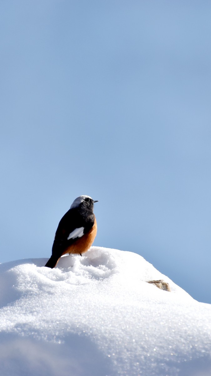 White-winged Redstart - ML645006310
