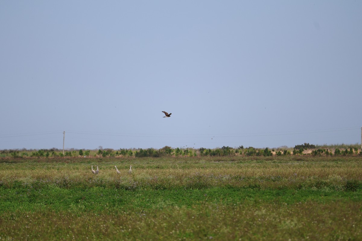 moták severoamerický - ML645006311