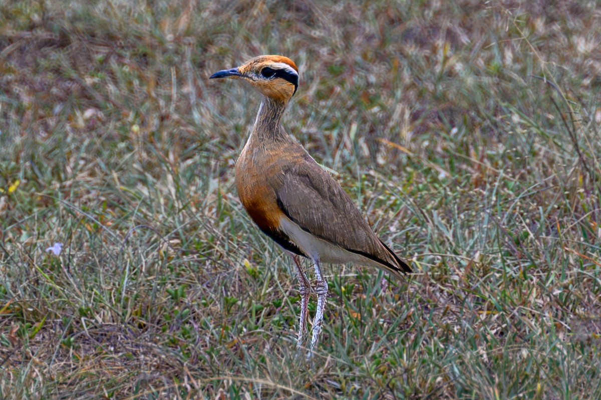 Temminck's Courser - ML645006319