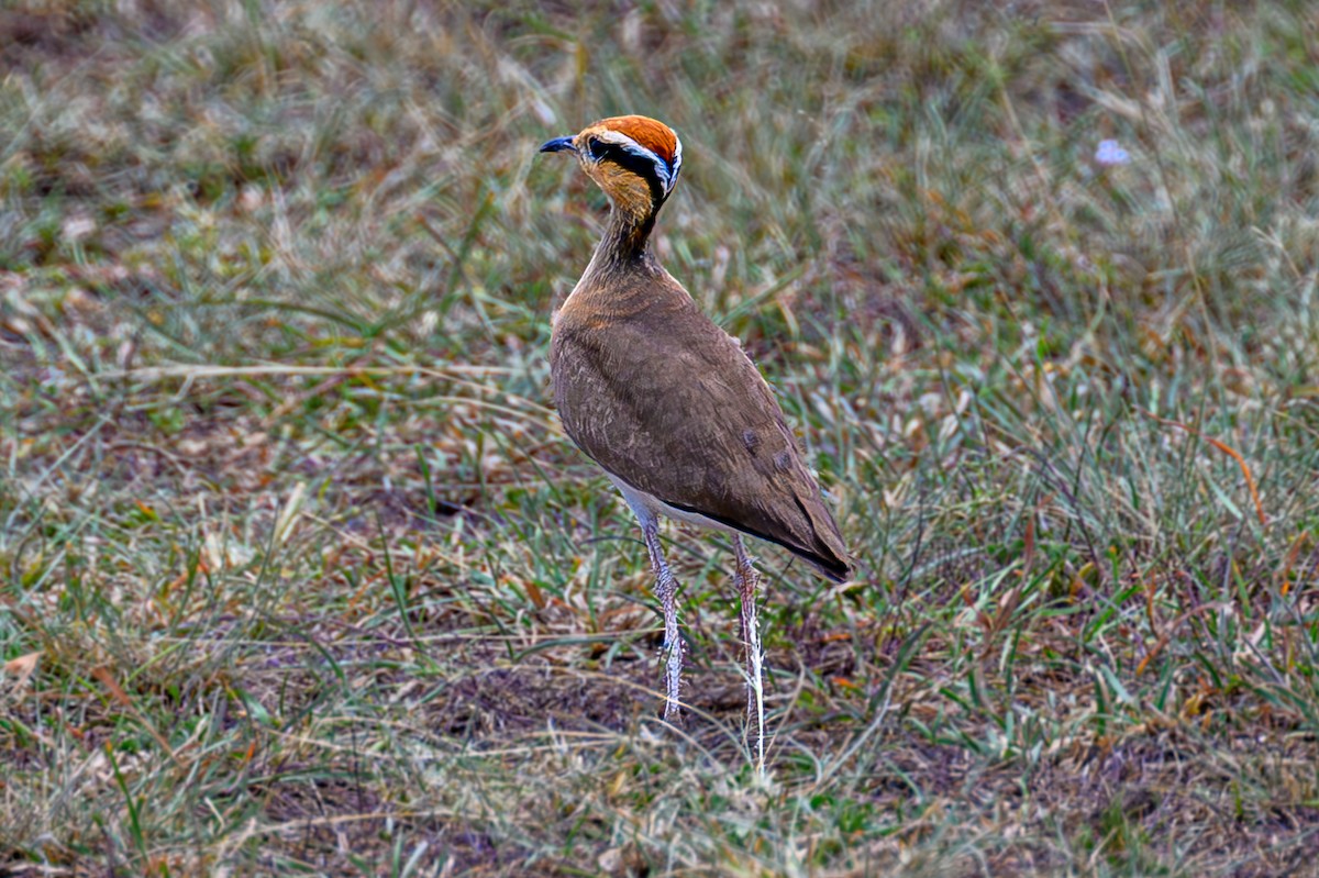 Temminck's Courser - ML645006320
