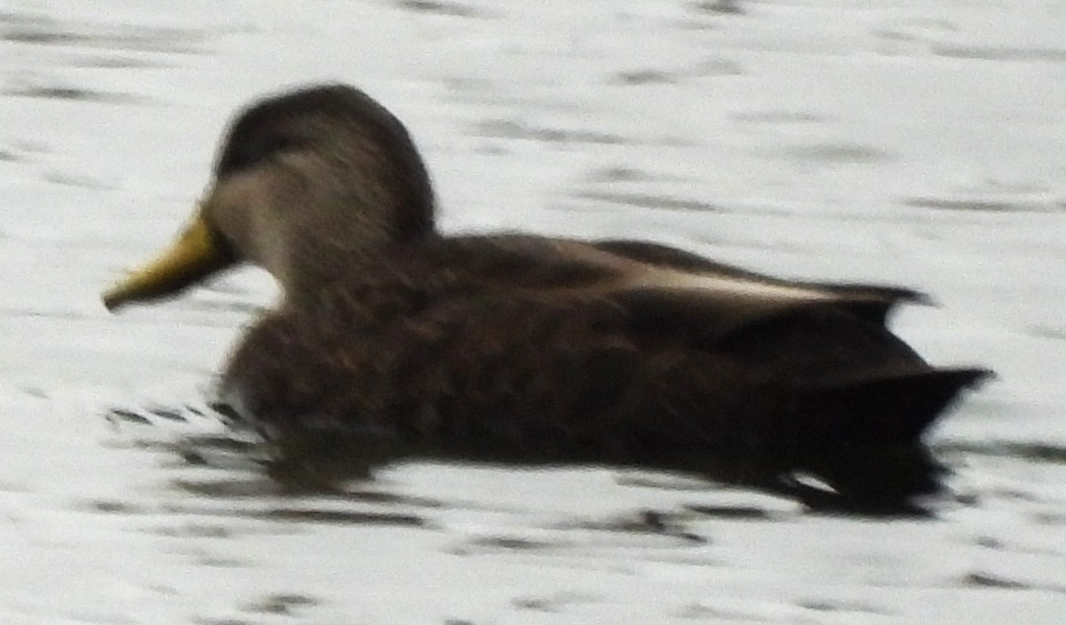 Ahate iluna - ML645006332