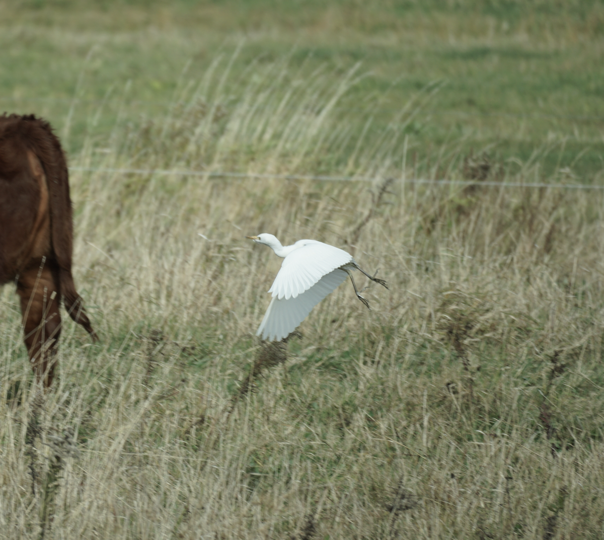 Western Cattle-Egret - ML645006350