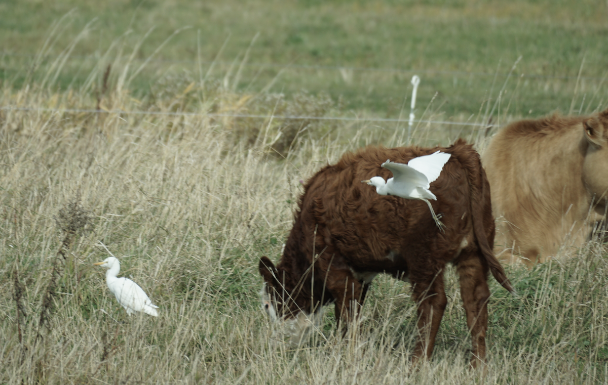 Western Cattle-Egret - ML645006351