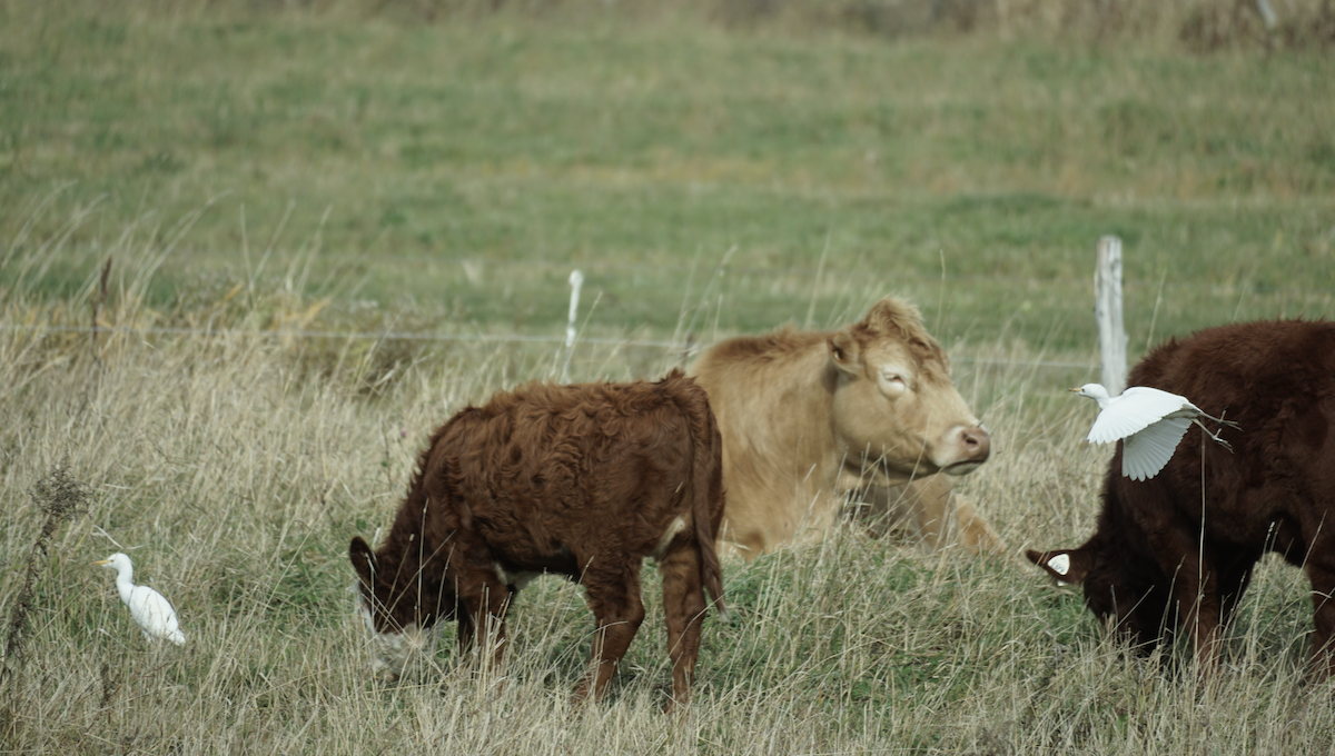 Western Cattle-Egret - ML645006352