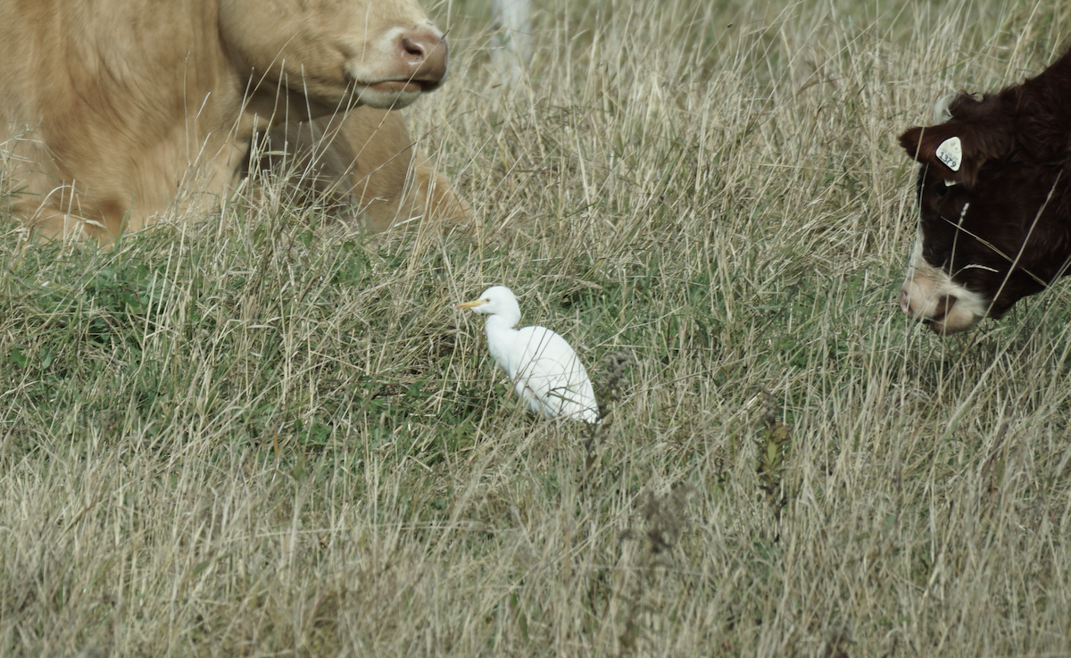 Western Cattle-Egret - ML645006353