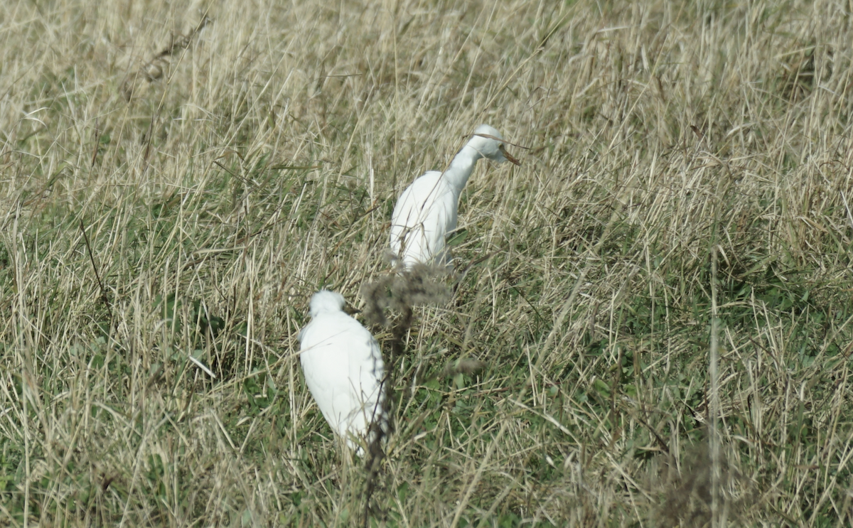 Western Cattle-Egret - ML645006354